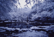 「雪の蓮池」 延命寺
