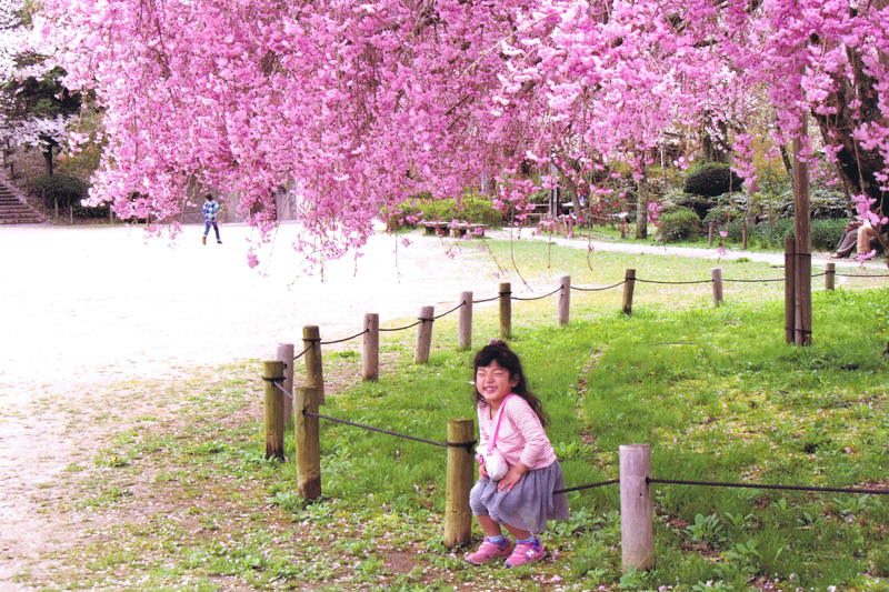 大阪写真材料商業組合理事長賞 「笑顔も満開」奥河内さくら公園