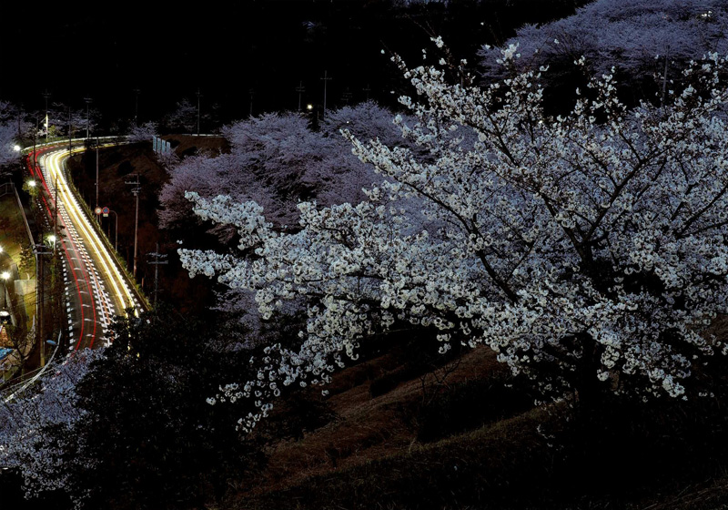 大阪府知事賞 「桜暮景」河内長野市美加の台