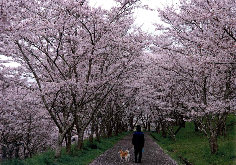 天野酒賞 「桜の小径」河内長野市東片添町