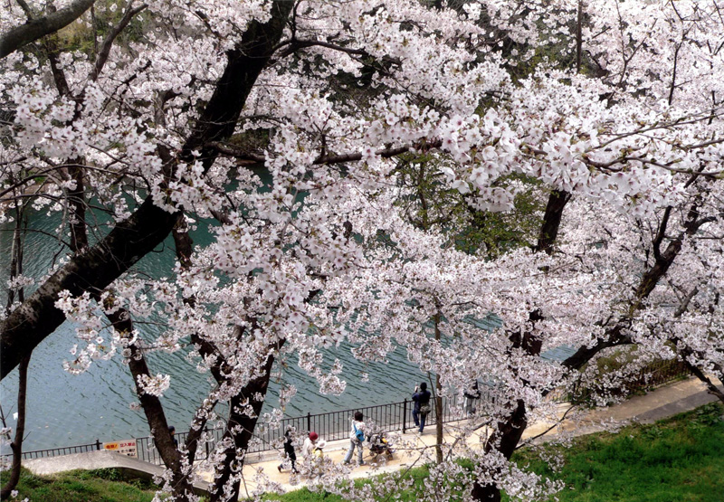 ノバティながの会長賞 「桜満開」寺ヶ池公園