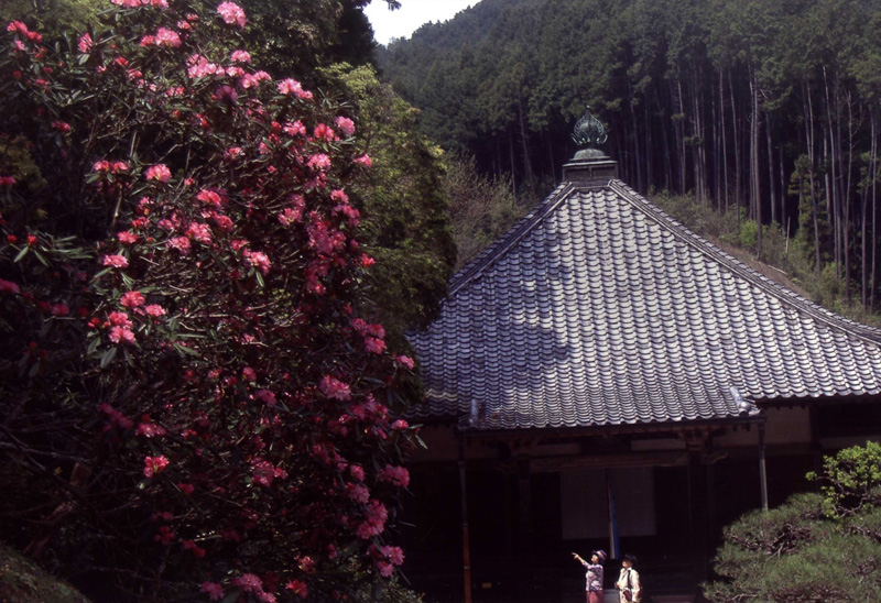 大阪写真材料商業組合理事長賞 「花と仏を訪ねて」清水地蔵寺