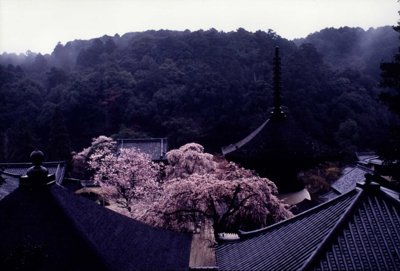 季節賞（春） 「時雨垂れ」天野山金剛寺