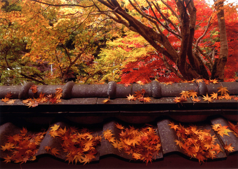 天野酒賞 「秋の彩り」地蔵寺