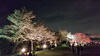 奥河内さくら公園―長野公園― 『夜桜ライトアップ』