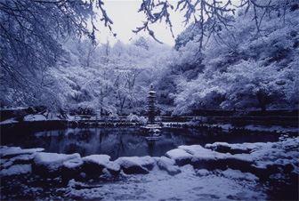 冬の蓮池