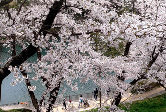春の桜