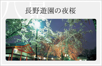 長野遊園の夜桜